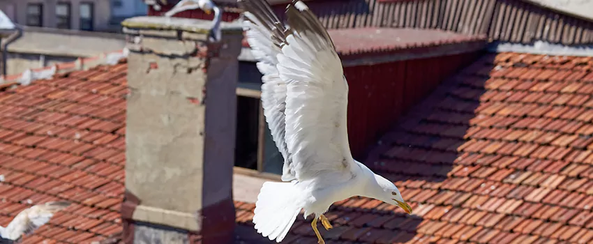 Residential Chimney Animal Removal Solution in Highland, UT